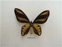 藏品(王子鳥翼蝶)的圖片